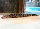 動物図鑑・ヨウスコウワニの写真 1